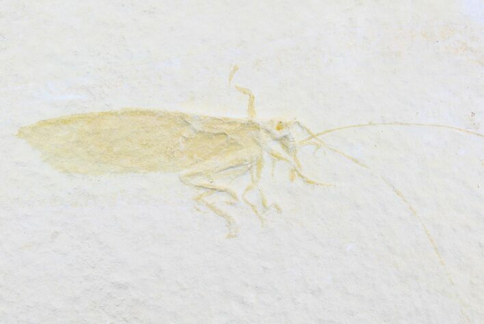 Giant Jurassic Locust (Pycnophlebia) - Solnhofen Limestone #77835